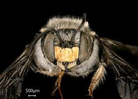   Anthidium atrifrons nbsp;male face, photo: Tevan Brady 
