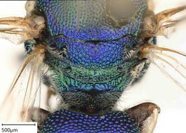   Ceratina binghami, nbsp;male. photo: Chelsey Ritner 
