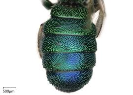   Ceratina smaragdula , female abdomen. photo: Chelsey Ritner 
