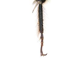   Lithurgopsis apicalis  male hind basitarsus, photo: C. Ritner 
