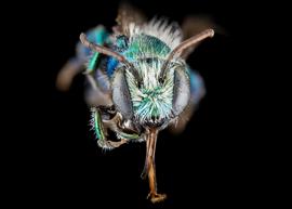   Osmia kincaidii  male face, photo: C. Ritner 
