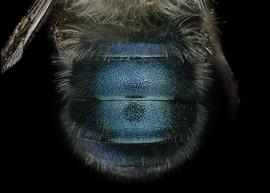   Osmia grinelli  male abdomen, photo: Chelsey Ritner

