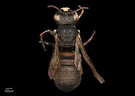   Ceratina armata  male dorsal habitus, photo: Joshua Hengel 
