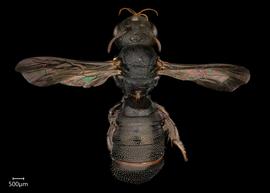   Ceratina armata  female dorsal habitus, photo: Joshua Hengel 

