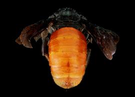   Euaspis abdominalis  female abdomen, photo: C. Ritner 
