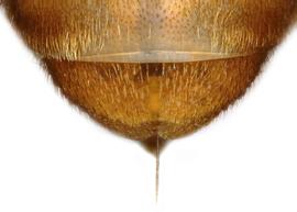   Euaspis abdominalis  female T6, photo: C. Ritner 
