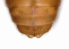   Euaspis abdominalis  male abdomen, photo: C. Ritner 
