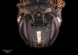   Ceratina armata  female face, photo: Joshua Hengel 
