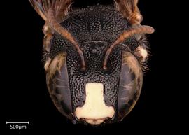   Ceratina armata  male face, photo: Joshua Hengel 
