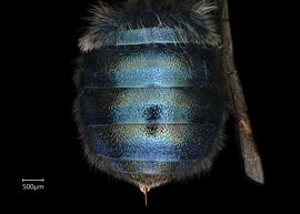   Osmia iridis  ?female abdomen, photo: Chelsey Ritner 
