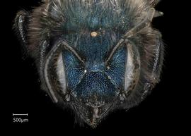   Osmia iridis  female face, photo: Chelsey Ritner 
