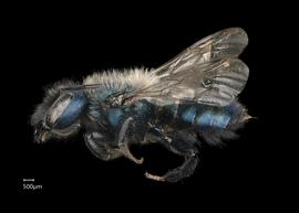   Osmia iridis  ?female lateral habitus, photo: Chelsey Ritner 
