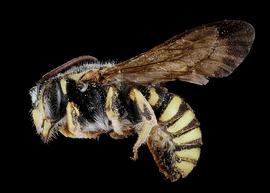   Paranthidium jugatorium  male lateral habitus, photo: C. Ritner 
