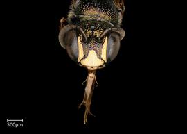  Ceratina  sp. male face, photo: Joshua Hengel 
