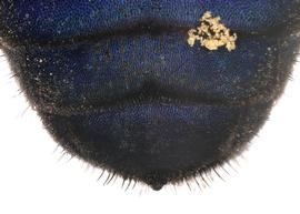   Stelis calliphorina  female sterna, photo: C. Ritner 
