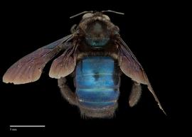  Xylocopa californicus male abdomen, photo: J. Scott Adams 
