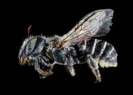   Ashmeadiella californica  female lateral habitus, photo: C. Ritner 
