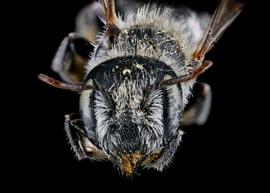  Ashmeadiella californica  female face, photo: C. Ritner 
