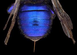   Osmia cobaltina  female abdomen, photo: Chelsey Ritner 

