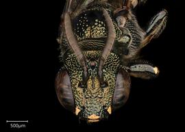   Ceratina  sp. male face, photo: Joshua Hengel 
