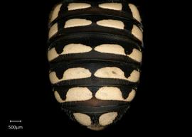   Anthidium porterae nbsp;female abdomen, photo: Jeni Sidwell 
