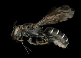   Chelostoma californicumnbsp; female lateral habitus, photo: C. Ritner 
