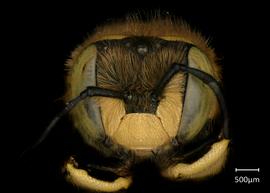  Fig 1,nbsp; Anthidium mormonum  nbsp; female face, photo: Jeni Sidwell 
