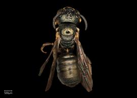   Ceratina sp.  fe?male dorsal habitus, photo: Joshua Hengel 
