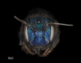   Osmia ribifloris  female face, photo: Chelsey Ritner 
