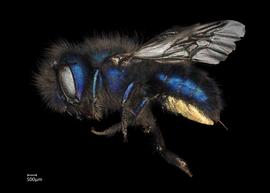   Osmia ribifloris  female lateral habitus, photo: Chelsey Ritner 
