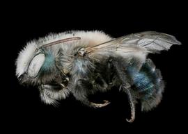   Osmia integra  male lateral habitus, photo: C. Ritner 
