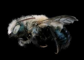   Osmia interga  male lateral habitus, photo: Chelsey Ritner 

