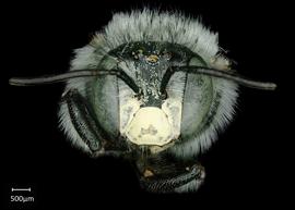   Anthidium atripoides nbsp;male face, photo: Chelsey Ritner 
