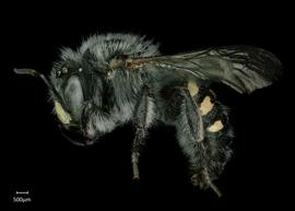  Anthidium atripoides nbsp;male lateral habitus, photo: Chelsey Ritner 
