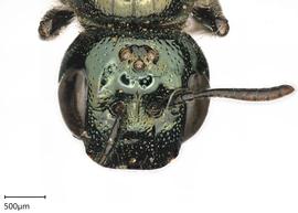   Ceratina acantha , female. photo: Chelsey Ritner 
