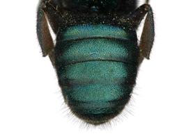   Stelis franciscana  female abdomen, photo: C. Ritner 
