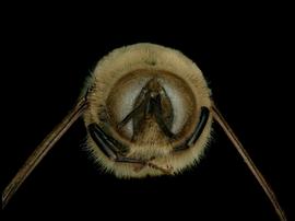   Apis mellifera  drone face, photo: T. Brady 
