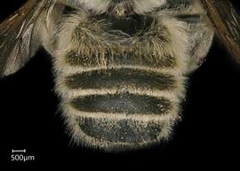   Megachile subfortis  male abdomen, photo: Chelsey Ritner 

