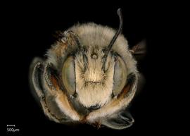   Megachile subfortis  male face, photo: Chelsey Ritner 
