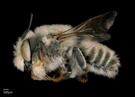  Megachile subfortis  male lateral habitus, photo: Chelsey Ritner 
