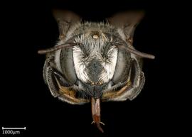  Megachile concinna  female face, photo: Colleen Meidt 
