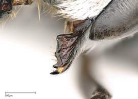   Megachilenbsp;concinna nbsp;female mandible, photo: Joshua Hengel 
