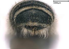   Megachilenbsp;manifesta nbsp;male apical terga, photo: Colleen Meidt 
