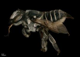   Megachile priuna  female lateral habitus, photo: Shaun Heller 
