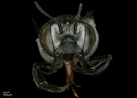   Megachile priuna  female face, photo: Shaun Heller 
