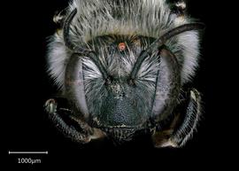   Anthidium tenuiflorae nbsp;female face, photo: Chelsey Ritner 
