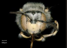   Anthidium maculifrons  male face, photo: Chelsey Ritner 
