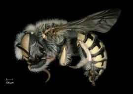   Anthidium maculifrons  male lateral habitus, photo: Chelsey Ritner 
