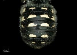   Anthidium atripoides nbsp;female abdomen, photo: Chelsey Ritner 
