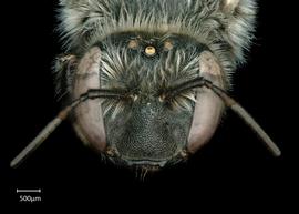   Anthidium atripoides nbsp;female face, photo: Chelsey Ritner 
